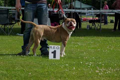 Zomershow 15 juni 2013 